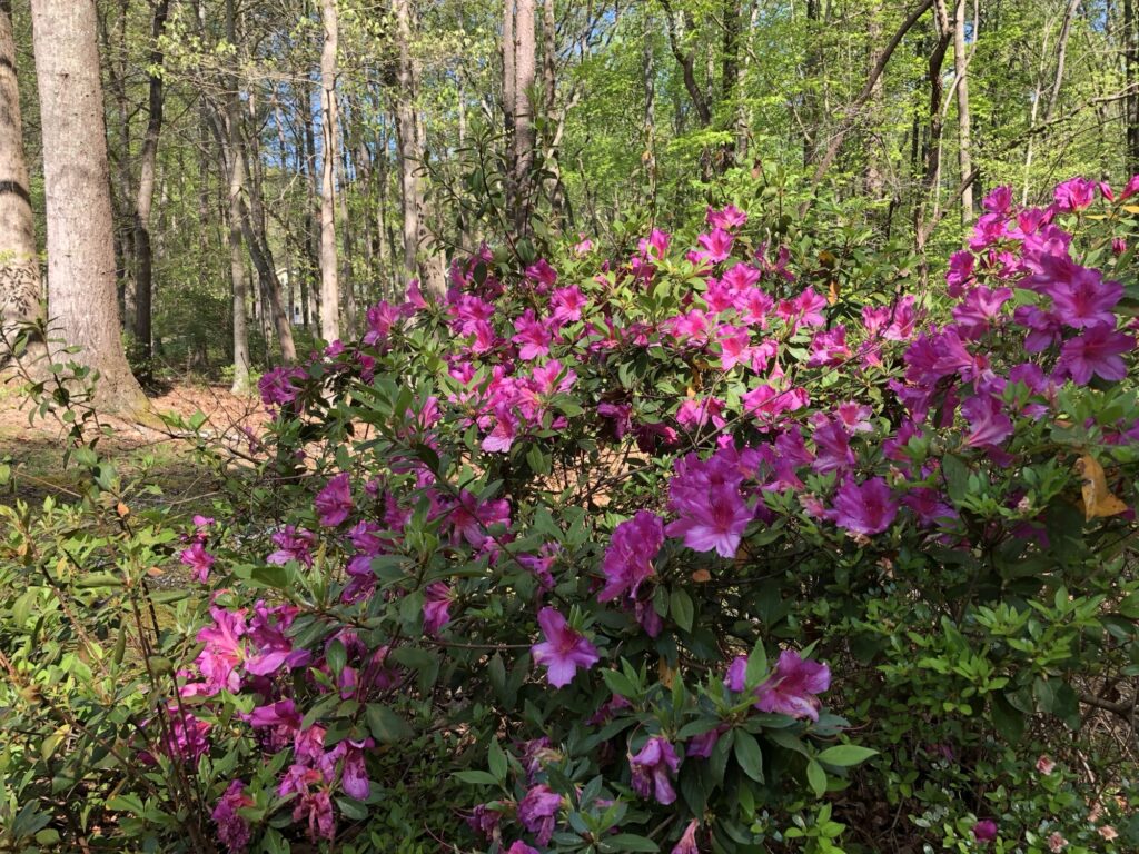 Pink flowers growing in nature at HopeQuest campus