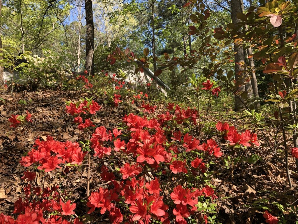 Red flowers growing outdoors in nature on a hill