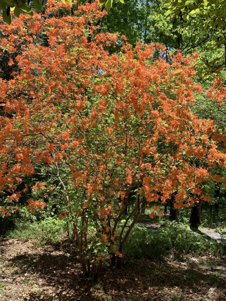 Small tree with beautiful orange flowers