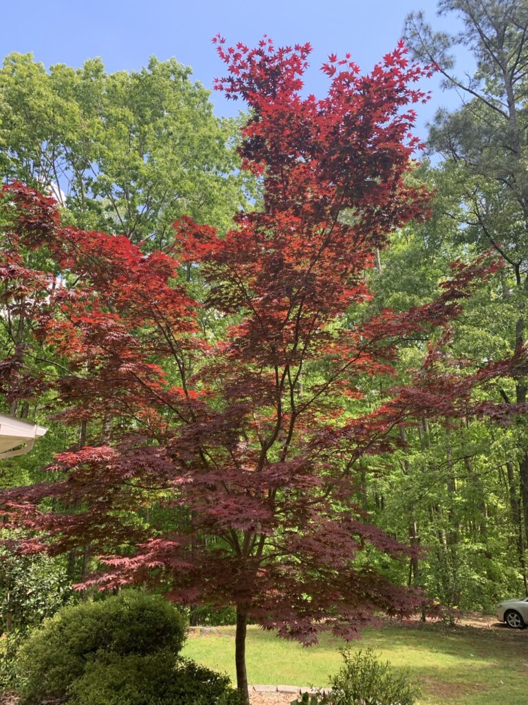 A tree during fall with bright red leaves