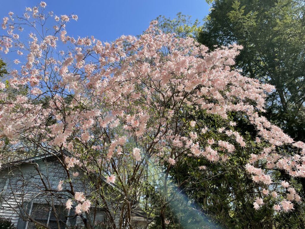 A tree with beautiful pink flowers